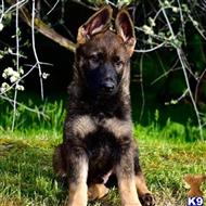 german shepherd puppy posted by Yosemite _Shepherds